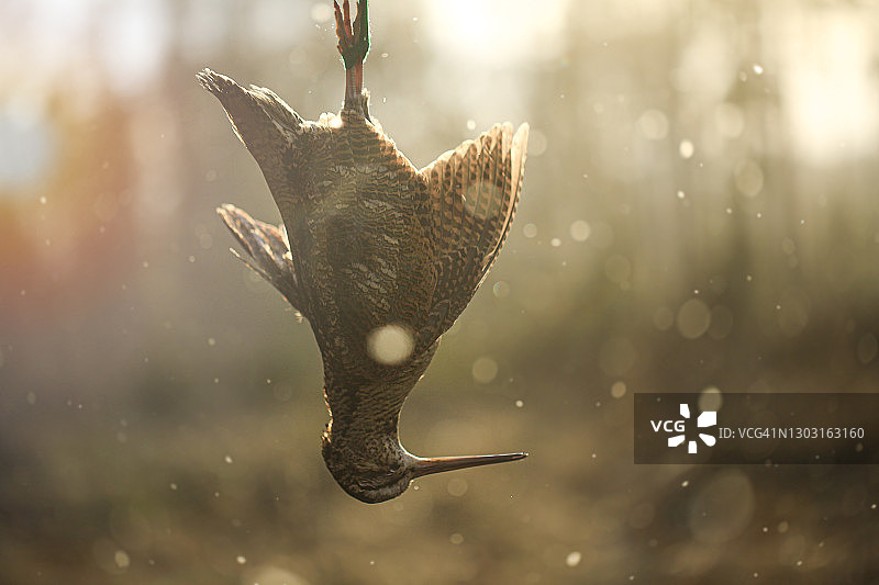 在森林里成功猎捕丘鹬，下雪的背景图片素材