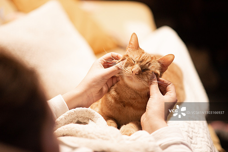 女人抚摸姜黄色猫图片素材