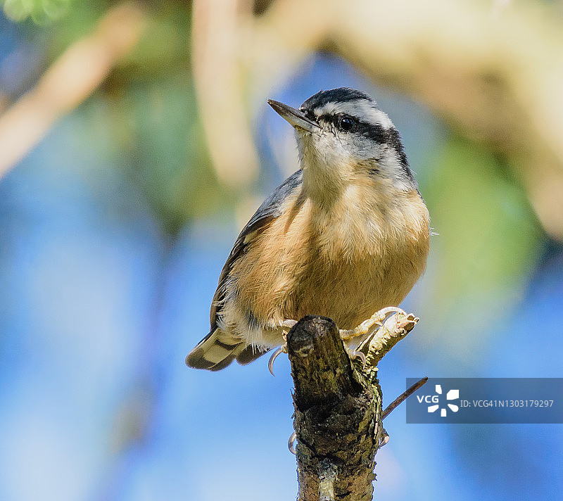 红胸短脚鹎图片素材