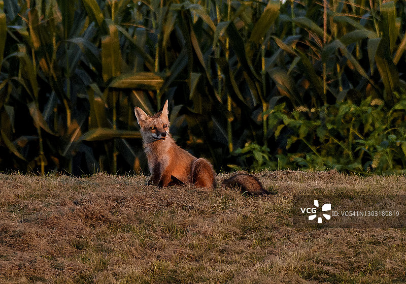 幼年红狐图片素材