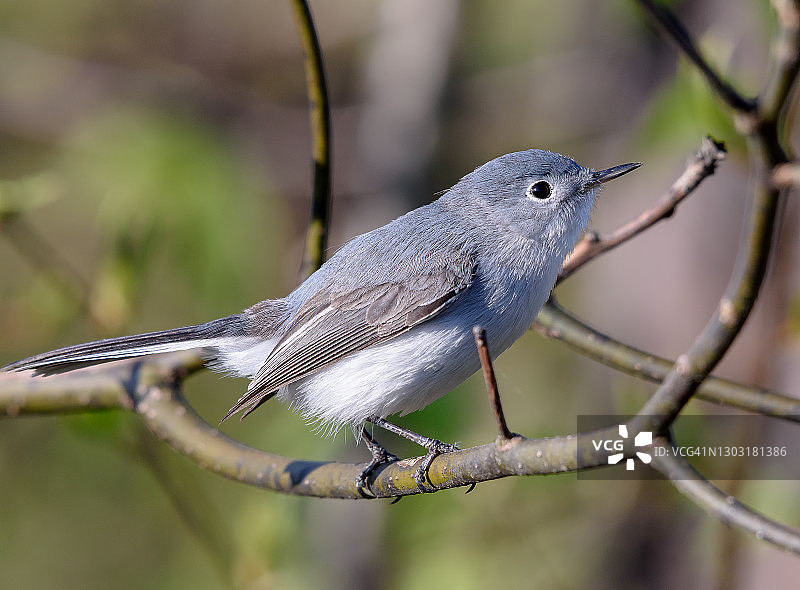 蓝灰蚋莺图片素材