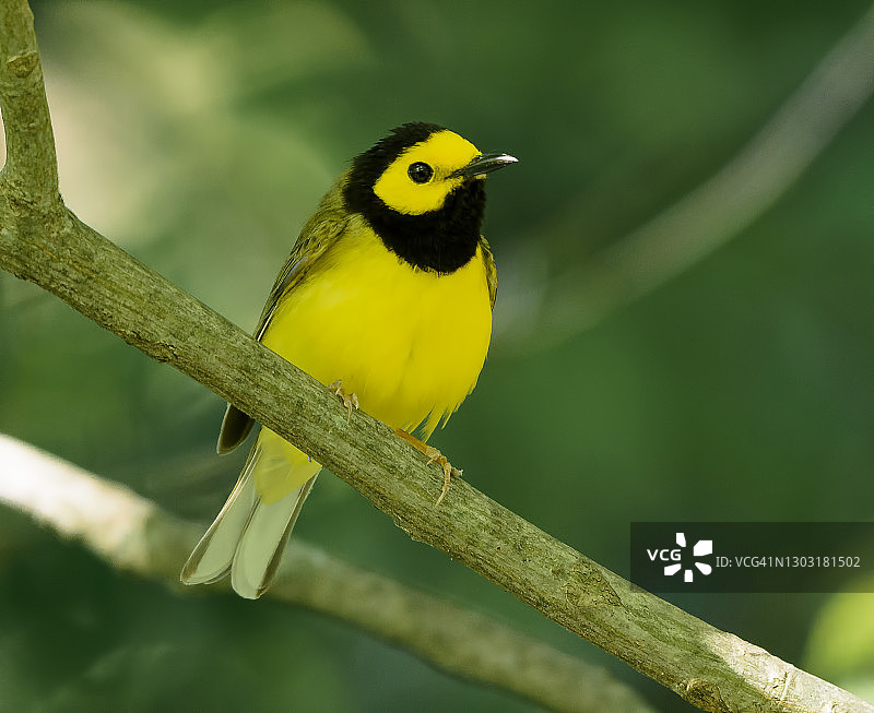 戴帽莺雀鸟图片素材