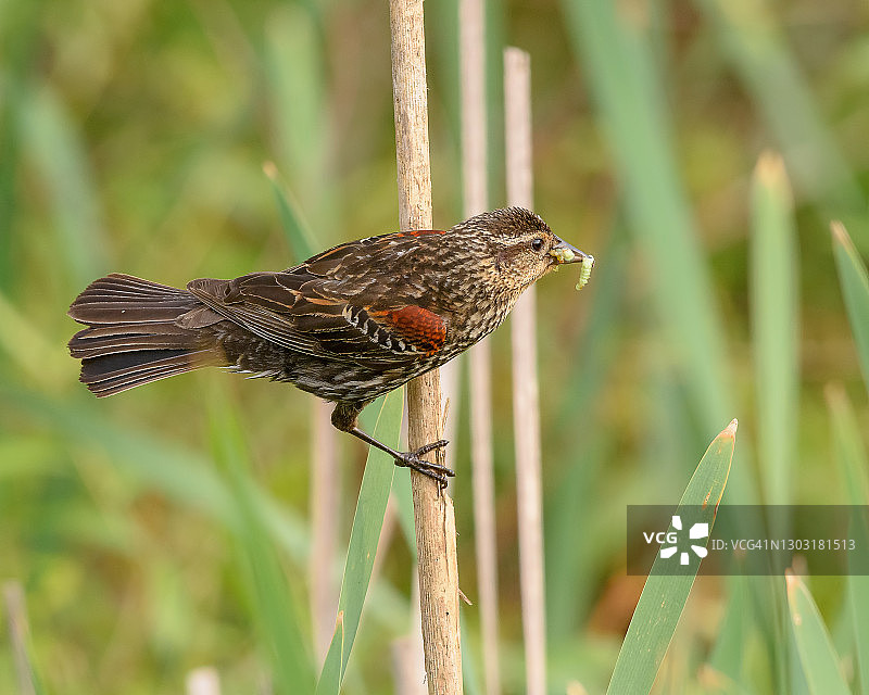 携带食物的雌性红翅黑鹂图片素材