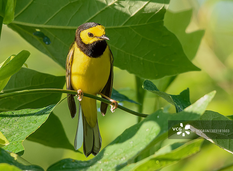 戴帽莺雀鸟图片素材