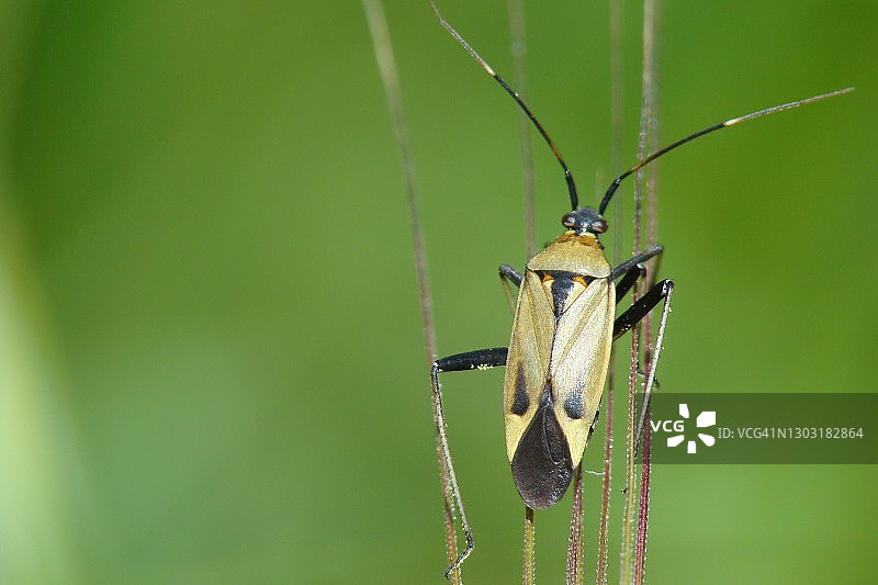 跳树虫(栎盲蝽)图片素材