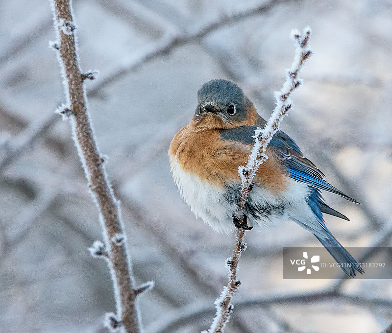 冬季的东蓝鸲图片素材