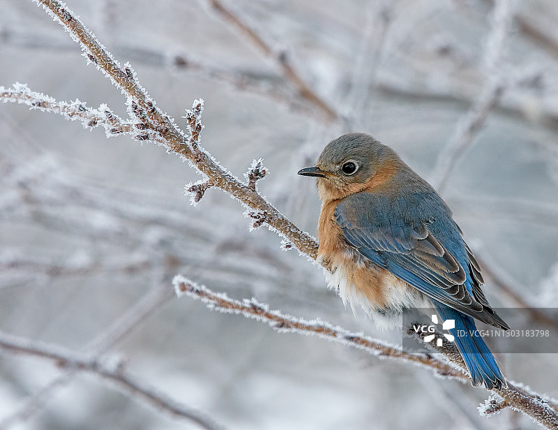冬季的东蓝鸲图片素材