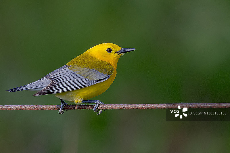 白喉林莺图片素材