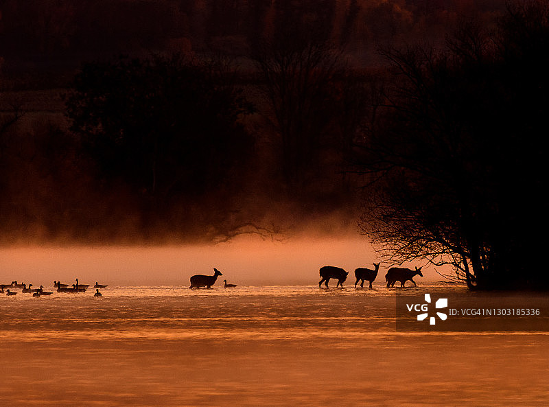 日出前白尾鹿横穿湖面图片素材