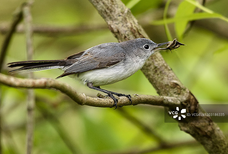 蓝灰蚋莺鸟图片素材