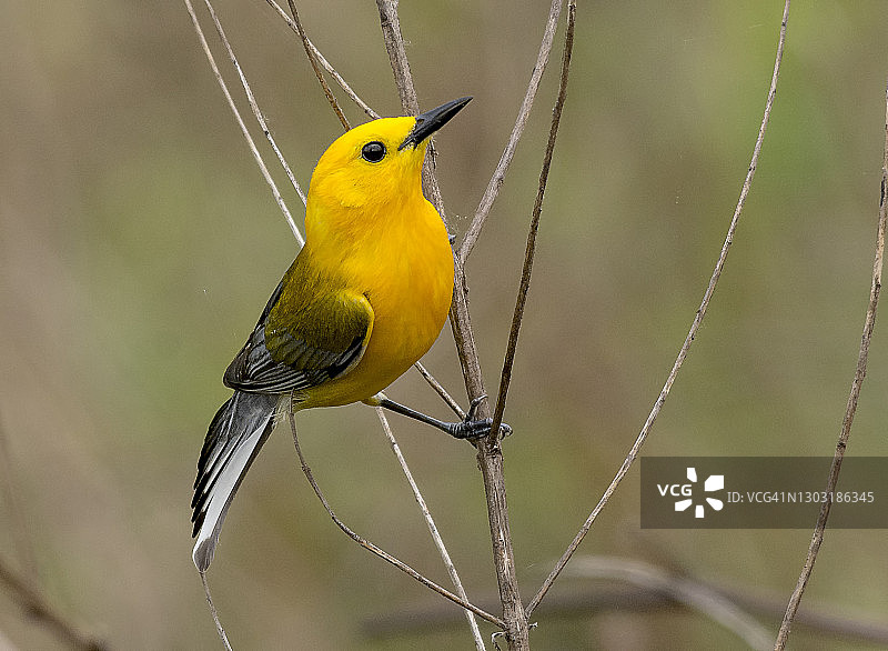 白喉林莺图片素材
