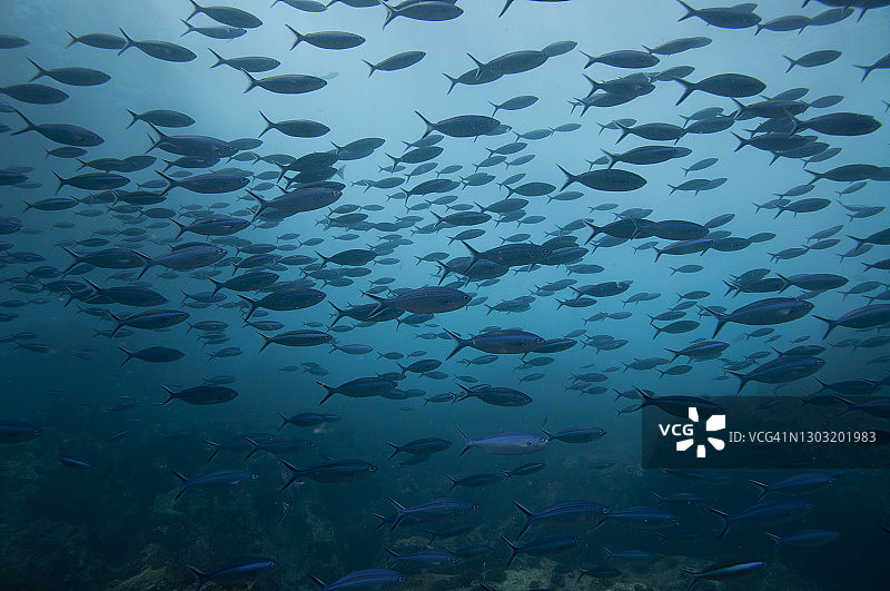 蓝色热带水域中的鲹鱼群图片素材