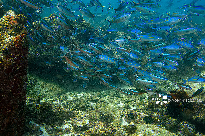 蓝色热带水域中的鲹鱼群图片素材