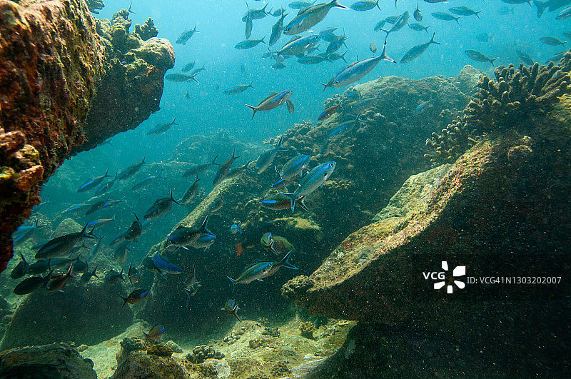 蓝色热带水域中的鲹鱼群图片素材