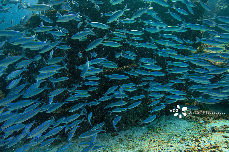 蓝色热带水域中的鲹鱼群图片素材