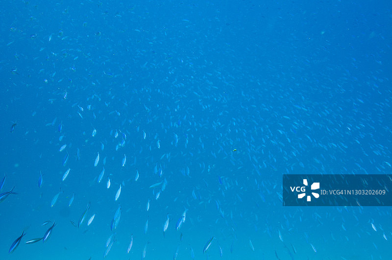 蓝色热带水域中的鲹鱼群图片素材