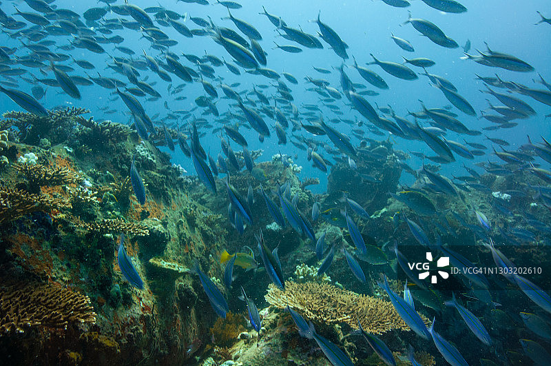 蓝色热带水域中的鲹鱼群图片素材