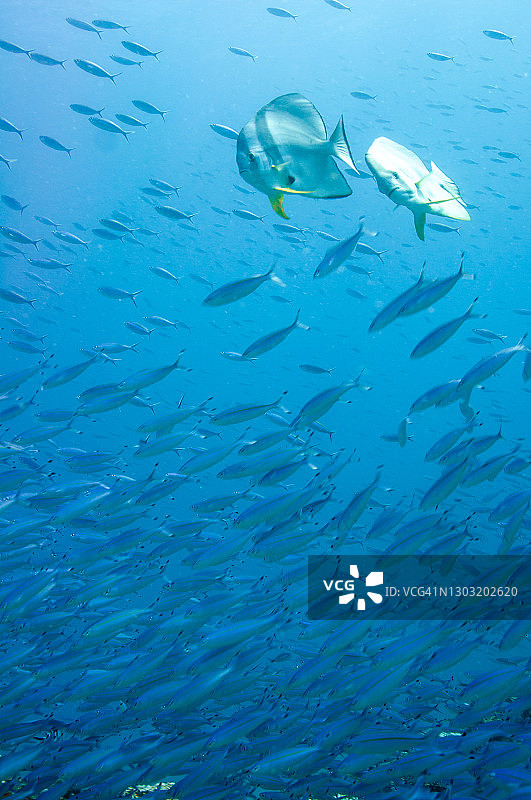 蓝色热带水域中的鲹鱼群图片素材