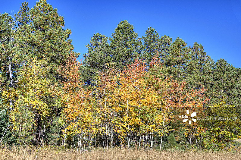 福贝小径秋色白杨树图片素材