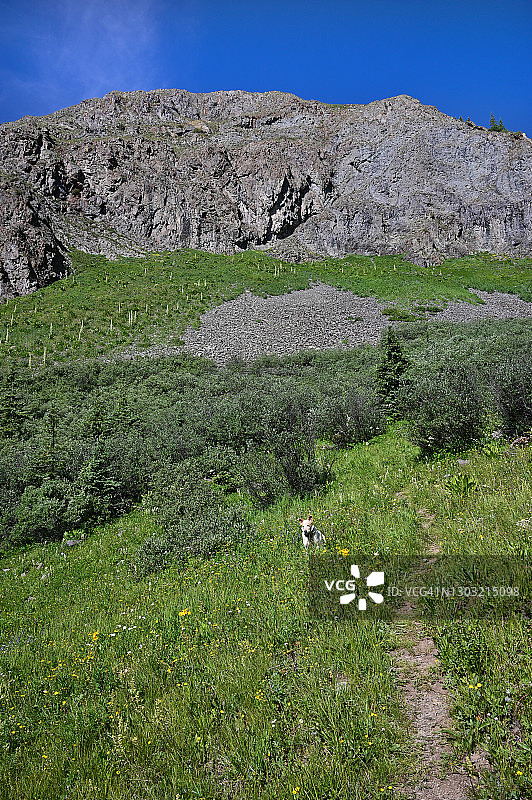 狗在山路上看着镜头图片素材