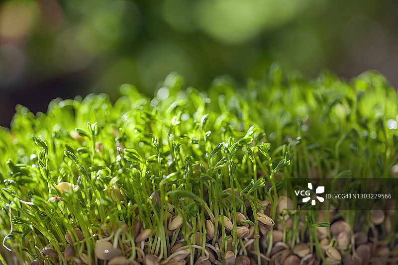 扁豆发芽图片素材
