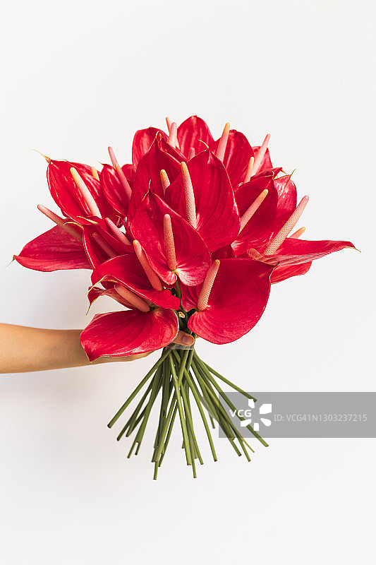 手持红色红掌热带花束，白色背景图片素材
