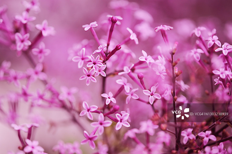 淡紫色图片素材