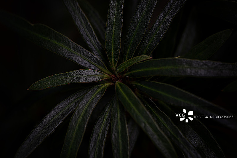 植物嫩芽图片素材