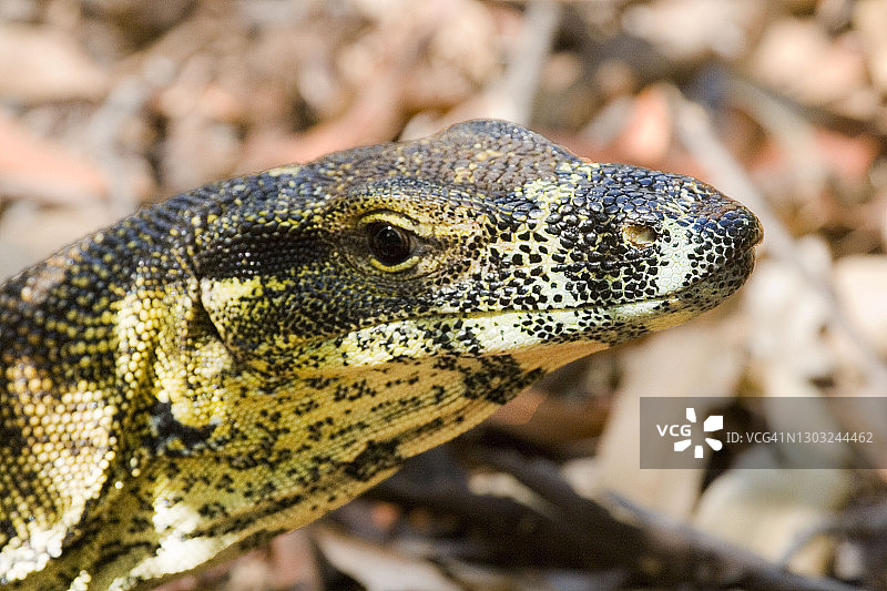 巨蜥头部特写图片素材