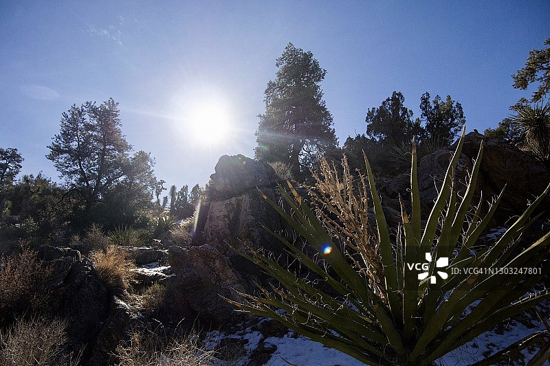 逆光莫哈韦丝兰与矮松-杜松林地图片素材