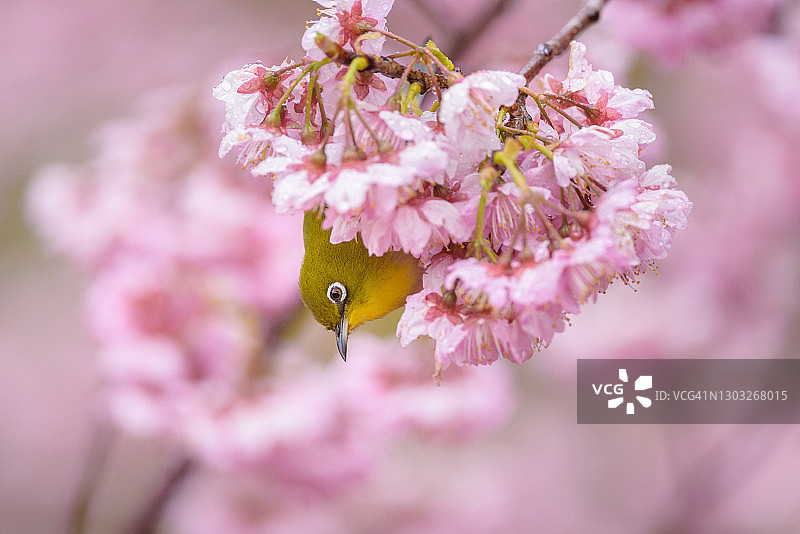 白头翁与樱花图片素材