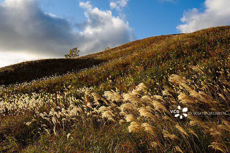生长着蒲苇草的山丘图片素材