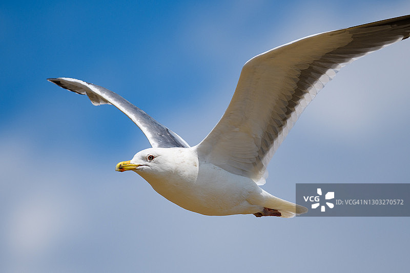 飞翔的海鸥图片素材