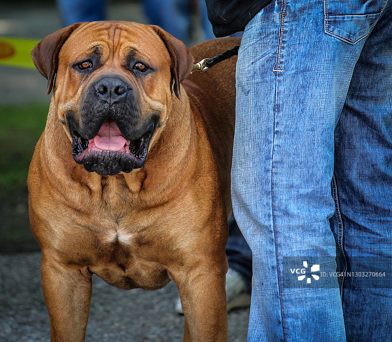 南非獒犬，一种来自南非的大型獒犬，有黑色面罩和短毛图片素材