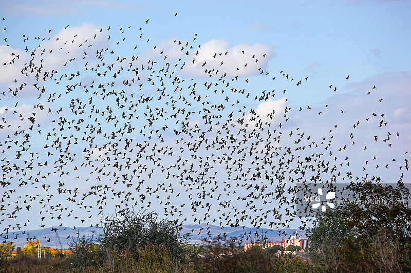 高空中的椋鸟群图片素材