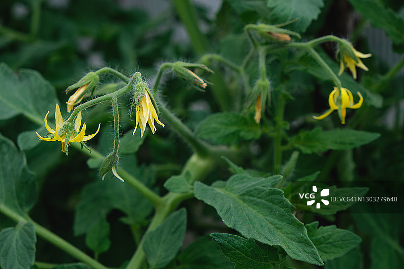 盛开的番茄幼苗图片素材