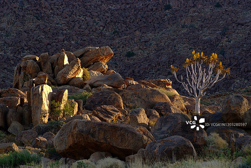 箭袋树和岩石图片素材