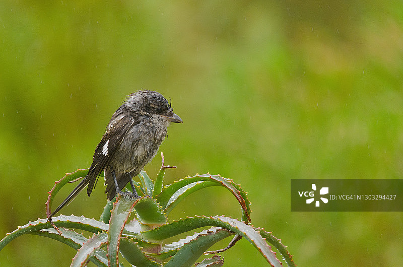 湿透的图片素材