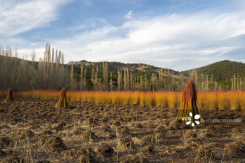 冬季丰收的柳条田图片素材