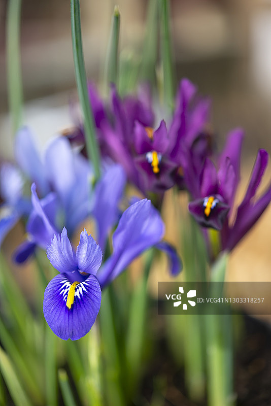 网脉鸢尾，二月开花的小球根鸢尾图片素材