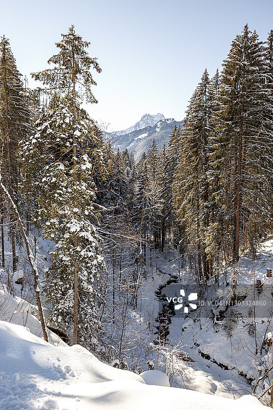 雪林中的松树和河流图片素材