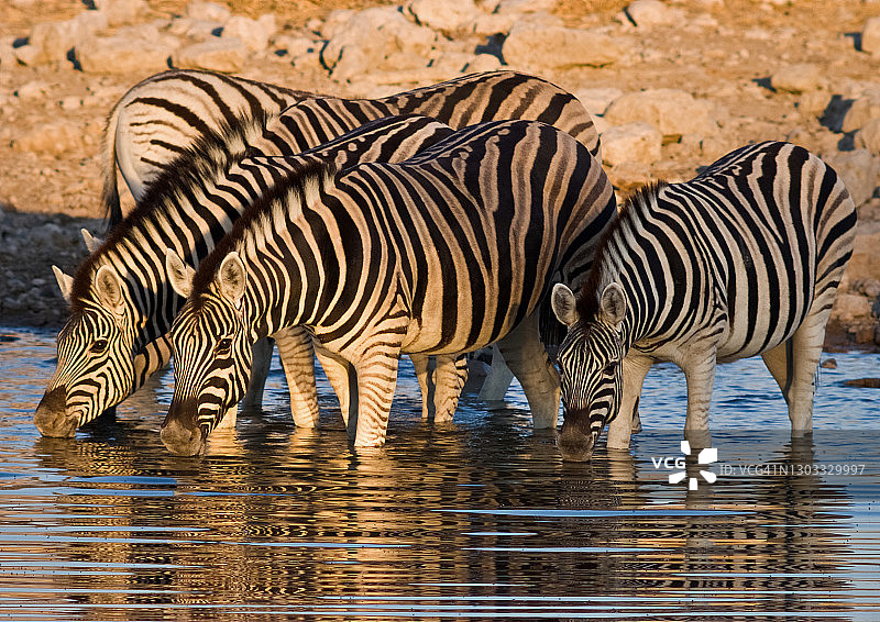 条纹早晨图片素材