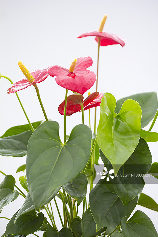 红掌盆栽图片素材