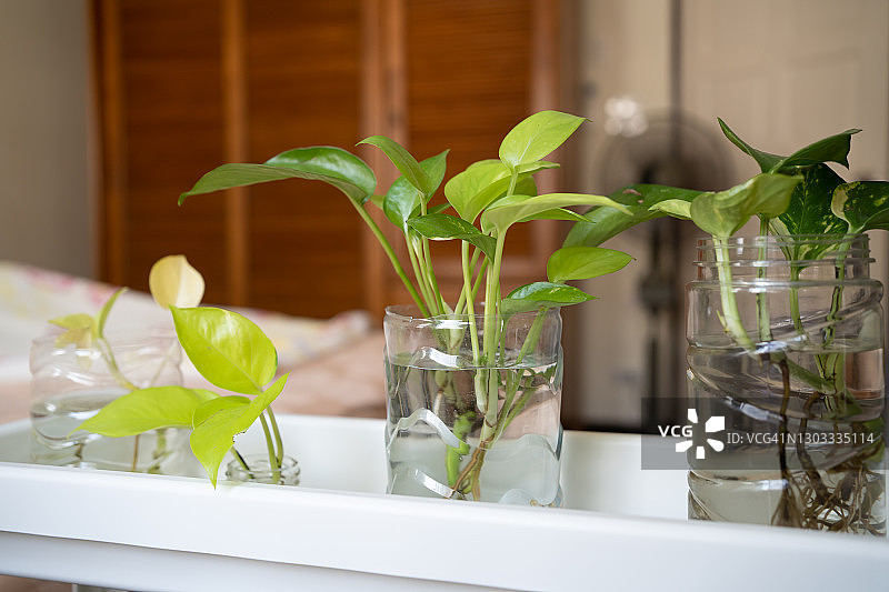 塑料瓶中生长的绿萝图片素材