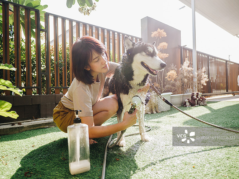 女人给她的西伯利亚哈士奇犬洗澡图片素材
