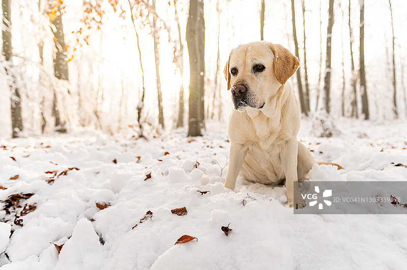 冬季森林中的黄色拉布拉多猎犬图片素材