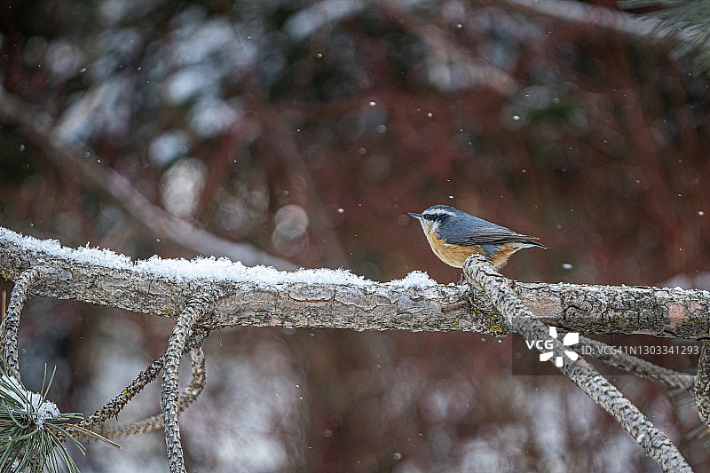 红胸短尾鹦鹉（冬季）图片素材