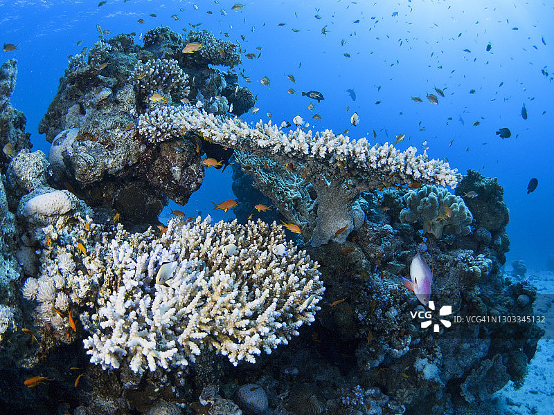 红海的热带鱼和珊瑚礁图片素材