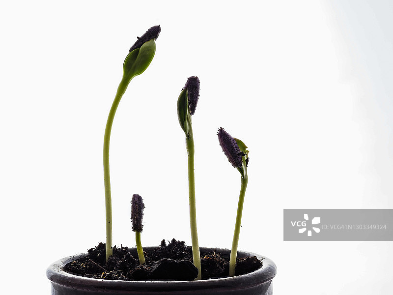 白色背景花盆中发芽的向日葵种子幼苗图片素材