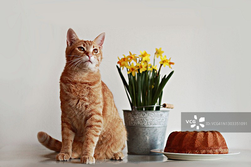 姜的猫图片素材